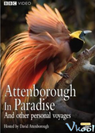 Những Loài Chim Thiên Đường - Bbc Natural World - Birds Of Paradise (2010)