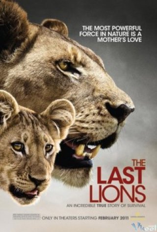 Bầy Sư Tử Cuối Cùng - The Last Lions (2011)