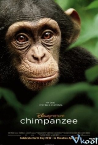 Phim Tinh Tinh Chim Pan Zee - Chimpanzee (2012)