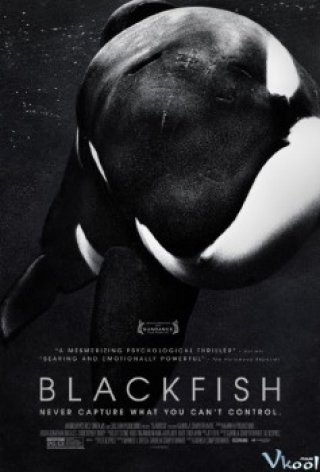 Hắc Ngư - Blackfish 2013