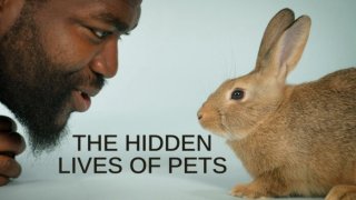 Cuộc sống bí mật của thú cưng - The Hidden Lives of Pets (2022)