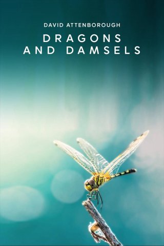 Phim Loài Chuồn Chuồn - Dragons and Damsels (2019)
