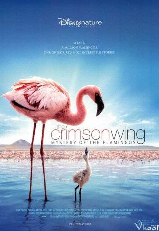 Phim Bí Mật Của Chim Hồng Hạc - The Crimson Wing: Mystery Of The Flamingos (2008)