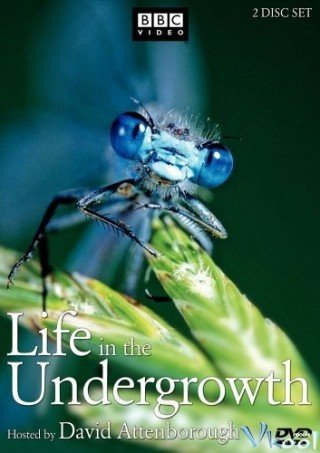 Thế Giới Côn Trùng Của Bbc - Bbc - Life In The Undergrowth (2005)