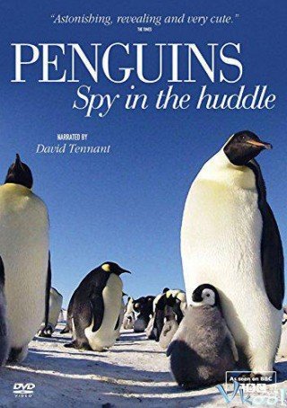 Phim Cuộc Sống Chim Cánh Cụt Bắc Cực - Penguins: Spy In The Huddle (2013)