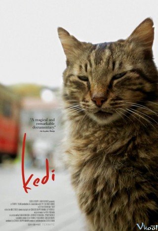 Phim Chú Mèo Kedi - Kedi (2016)