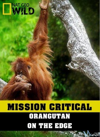 Phim Nhiệm Vụ Cấp Bách: Đười Ươi – Trước Nguy Cơ Tuyệt Chủng - Mission Critical: Orangutan On The Edge (2016)