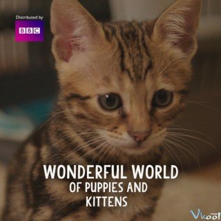 Phim Thế Giới Diệu Kì Của Chó Và Mèo - The Wonderful World Of Puppies And Kittens (2016)