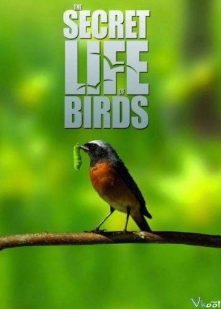 Phim Cuộc Sống Bí Mật Của Loài Chim - The Secret Life Of Birds (2012)