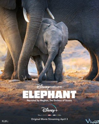 Đàn Voi Châu Phi - Elephant 2020